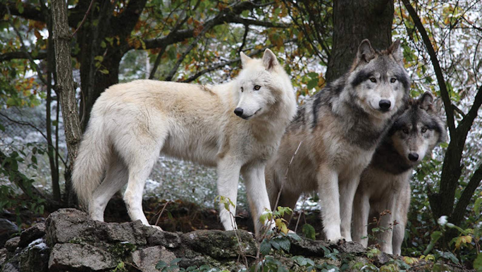  Wildlife Park Circuit: Meeting the Wild Beasts of Gévaudan