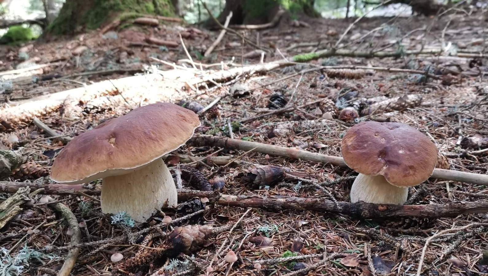 In search of ceps in Lozère: Mystery, Magic and Mushrooms